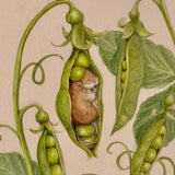 Sweet Pea